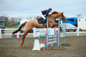 Genuine 18.1hh all rounder 