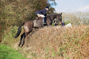 Quality Hunter / Alrounder 