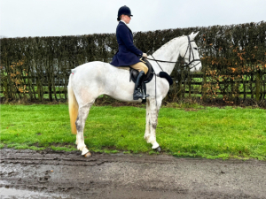 7yo petite 16hh all rounder