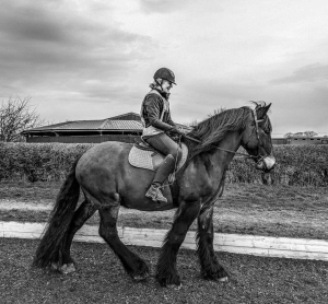 Irish Cob reluctant sale