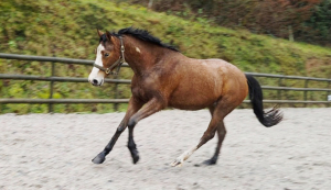 Quality 3yo By Britannias Bijou 