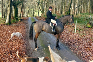 Snaffle mouthed, big country horse