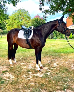 Quality - River Rise Mare - Dual Graded