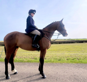 Seasoned Irish hunter 