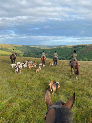 Stud Groom for the Devon and Somerset Staghounds