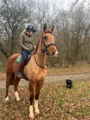 Exceptional Young Horse with the temperament to match 