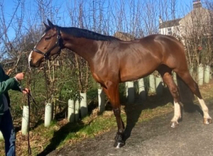 16.2 ISH gelding by Womanzier 