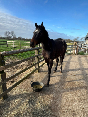 15.2 3yr old tb gelding 