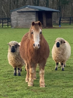 Wanted Mothers Hack/Hunter/Allrounder