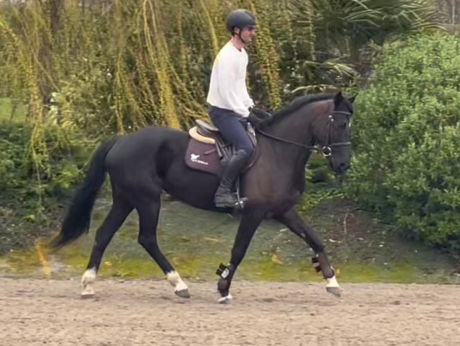 Beautiful mare looking for a new home