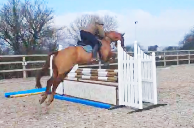 Fun family horse/ seasoned hunter