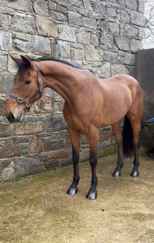 Top class Event / Competition type