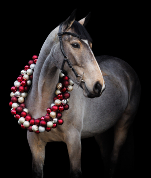 Stunning Rising 5 Dun Mare