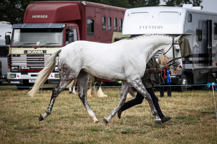 Ideal Dressage/show/hunt/RoR