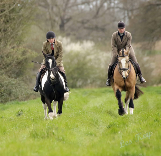 Unbelievable quality Gelding