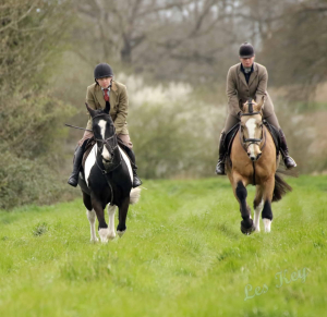 Unbelievable quality Gelding