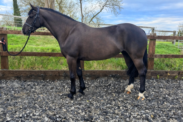 Super Smart Sports Cob