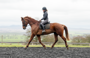 Genuine Hunter/allrounder