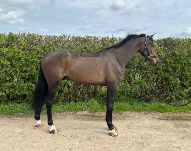 Exciting young horse