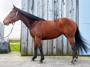 Lovely Irish Sports mare rising 5