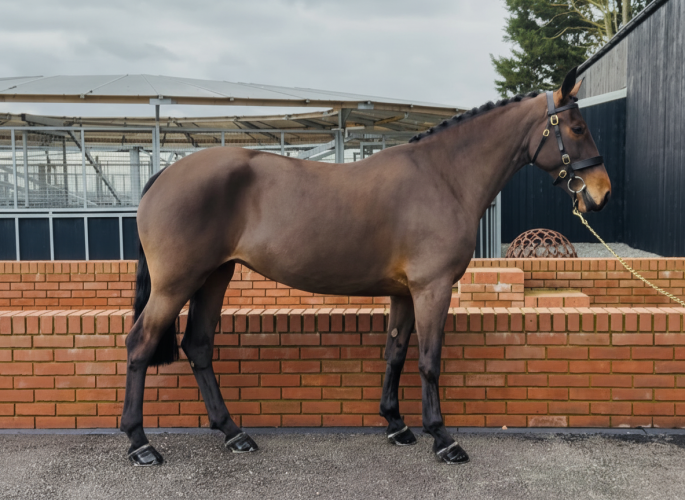 Perfect Portia - Fun, Easy & Straight Forward.