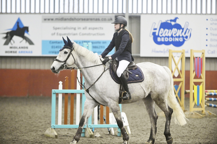 16.2HH 7 YEARS OLD ISH GELDING EXCELLENT BREEDING READY TO EXCEL IN ANY DISCIPLINE