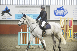 16.2HH 7 YEARS OLD ISH GELDING EXCELLENT BREEDING READY TO EXCEL IN ANY DISCIPLINE