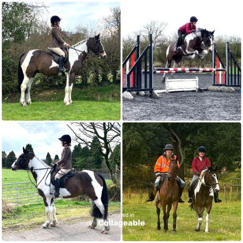 Smart sporty cob x 4yr old skewbald gelding