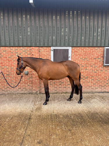 Exceptional 5-Year-Old Irish Sport Horse Gelding
