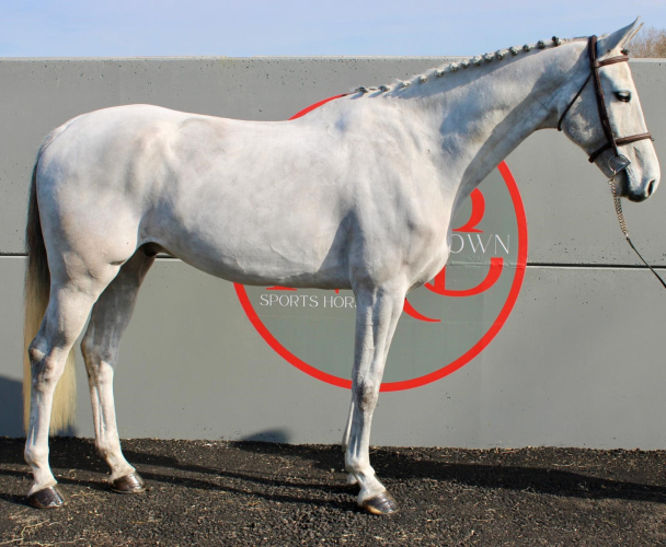 Striking and Athletic Young Gelding