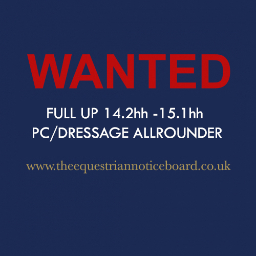 WANTED - FULL UP 14.2-15.1HH PC/DRESSAGE ALLROUNDER