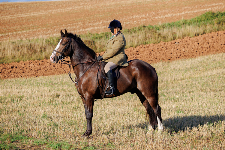 16.1 Gelding – Fun, Genuine All-Rounder – RC / Hunt / XC / Whip’s Horse