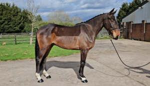 Quality Alrounder/ Event prospect 