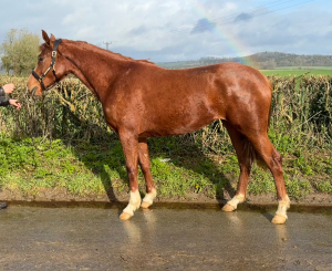 Flashy 2 year filly, Irish sports horse 