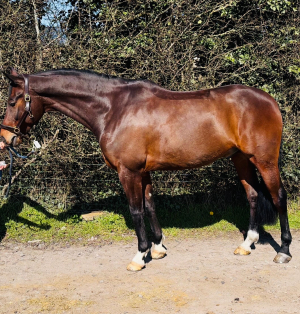 Smart 9yr old allrounder for sale 