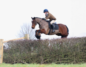 Excellent Competition and hunting pony 14.1