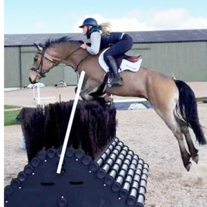 5YO 14.1HH PURE BRED CONNEMARA