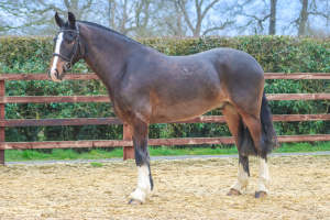 6 year old 16hh gelding 