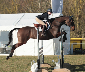 Smart 16.2hh ISH Allrounder / SJ / Dressage