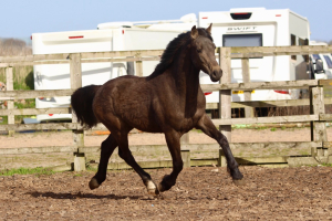 Your Horse Of A Lifetime