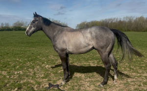16.2 grey tb unraced 