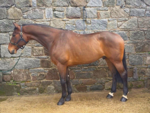 The list of jobs for this guy is endless!! High class horse for any discipline 