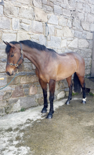 Super attractive Hunter / Competition type