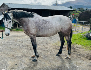 Stunning 8yr mare exceptional breeding SJ/event/hunt/broodmare