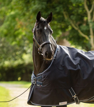 16.1HH 9YO OLDENBURG GELDING – SERIOUS TALENT, TRAINABLE & KIND