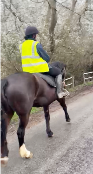 Fabulous 4yr old Connemara mare 