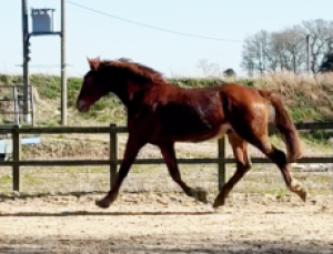 Quality Irish Draught 4yr old 