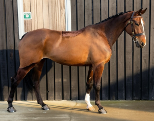 A Perfect Allrounder Type.