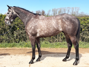 Gorgeous 15.3 Gelding 