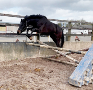 Stunning black ISH Mare 